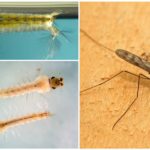 Larvas do mosquito Anopheles