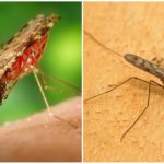 Mosquito da malária