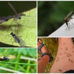 Blackflies e mosquitos