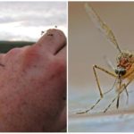Mosquitos