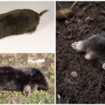 Moles ordinárias