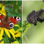 Olho de pavão de borboleta e sua lagarta