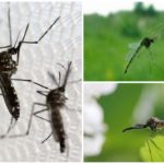 Bip do mosquito