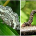 Mariposa polilla oruga