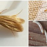 Larva De La Polilla De La Ropa