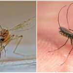 Mosquito
