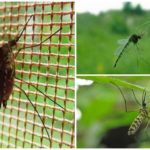 Mosquito voador