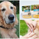 Prevenção de picadas de insetos em animais de estimação