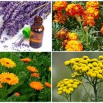 Plantas que assustam repolho de borboletas