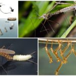 Reprodução do mosquito
