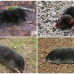 Espécies Mole