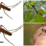 Mosquitos fêmeas e machos
