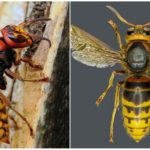 Hornet Europeu