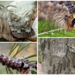 Lagarta e borboleta do bicho-da-seda siberiana