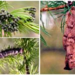 Ovos, lagarta e casulo do bicho-da-seda siberiano
