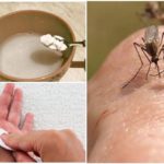 Mosquito morde refrigerante