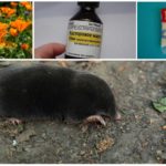 Moles de combate com cheiros