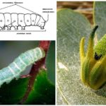 Estrutura da Caterpillar