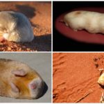 Toupeira marsupial