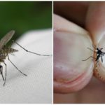 Mosquito