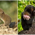 Mole e Shrew