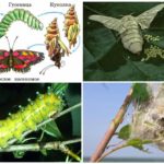 Ciclo de vida da borboleta