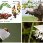 Reprodução de borboleta