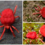 Ácaros acariformes