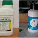 Produtos químicos da mosca da cenoura