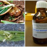 Amônia vs mosca de cebola