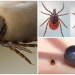 Borrelia ácaro