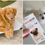 Tablet dari kutu untuk anjing Bravekto