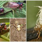 Mosca da cigarra