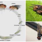 Ciclo de Vida de uma Mosca Comum