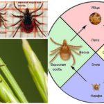 Ciclo de desenvolvimento de ticks