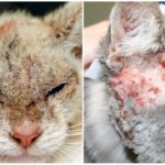 Demodecosis em gatos
