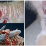 Demodecosis em gatos