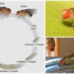 Ciclo de vida da mosca