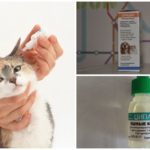 Gotas para gatos com otodektoze