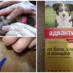 Drops para cães de carrapatos
