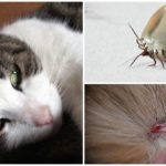 Assinale no gato