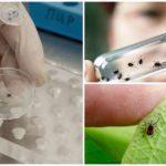 Pesquisa de ácaros no laboratório