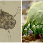 Ácaro sarcoptiforme e ácaro saprófito