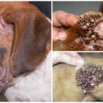 Carrapatos em cães