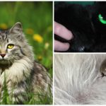 Assinale no gato