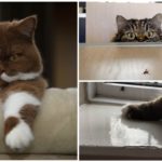 Cat caças para uma mosca
