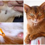 Assinale no gato