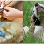Tratamento de otodecose