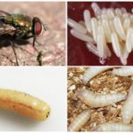 Ovos e larvas de mosca