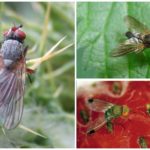 Mosca de framboesa